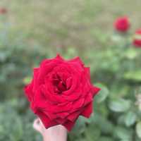 Rose season in Seoul