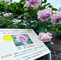 大野町バラ公園