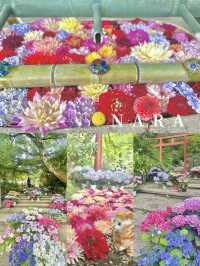 【奈良】花手水が可愛い岡寺🌷紫陽花シーズン