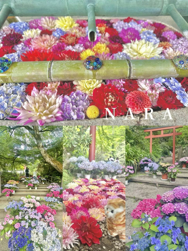 【奈良】花手水が可愛い岡寺🌷紫陽花シーズン