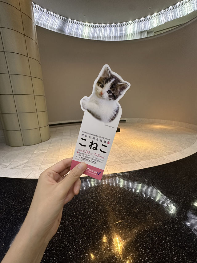 岩合さんの可愛すぎるこねこの世界🐈✨