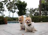 ร้านอาหารลับๆ ย่านรังสิต ที่เป็นPet friendly 