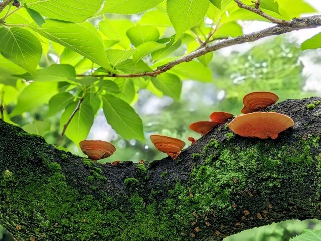 日本東京-靜謐清幽的名石山水園邸：清澄庭園