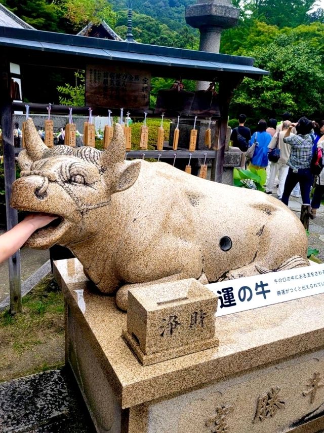 【京都/人気スポット】２万株の紫陽花！ハートの紫陽花❤️を探せ！京都、1.2を荒らそう激混みスポット