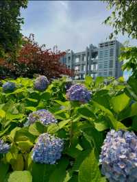 【東京】カラフルな紫陽花がかわいい🤍おすすめ紫陽花スポット💜
