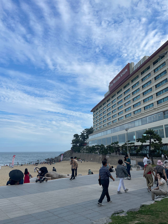 💙🩷해운대 송림공원 개화율 꼭 보세요🩷💙