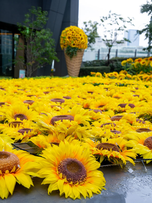 最速攻略🌻決して枯れないひまわり畑がパワーアップして帰ってきた😊去年の🌻2倍！！♡を探せ✨