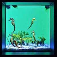 世界前三大水族館-沖繩美麗海水族館
