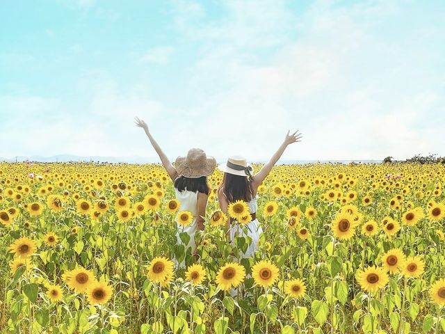 【兵庫】圧巻!!約40m 万本のひまわり畑 【兵庫】圧巻!!約40m 万本のひまわり畑