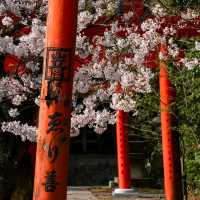 Cherry Blossom Season in Kyoto 🌸✨