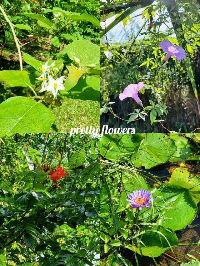 🇸🇬 Peaceful morning walk @ Kranji Marshes