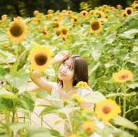 この夏行きたい！ひまわり畑🌻