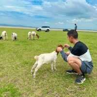 ชวนไปเลี้ยงแพะ ที่นิวซีแลนด์เมืองไทย