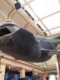 Smithsonian national museum of natural history 