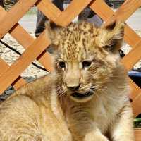 札幌北部野生動物園-動物近距離接觸，可能帶來危險的動物園