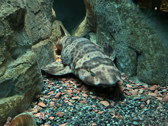 芝加哥必到的海洋博物館：湖濱大道謝德水族館‼️海洋魅力，保護海洋環境」