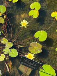 高知 / 朝ドラのモデル！牧野植物園