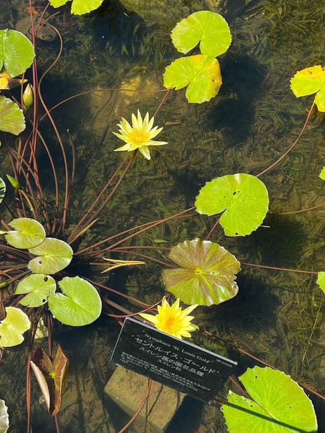 高知 / 朝ドラのモデル！牧野植物園