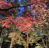 名古屋白鳥庭院：夜晚的靜謐與美