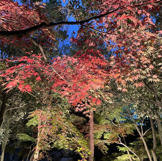 名古屋白鳥庭院：夜晚的靜謐與美