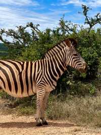 🦁 Experience the Wild at Kruger National Park 