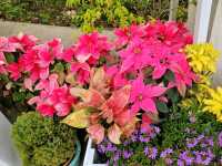 【苗栗】浪漫玫瑰花園，適合情侶家庭朋友賞花遊玩