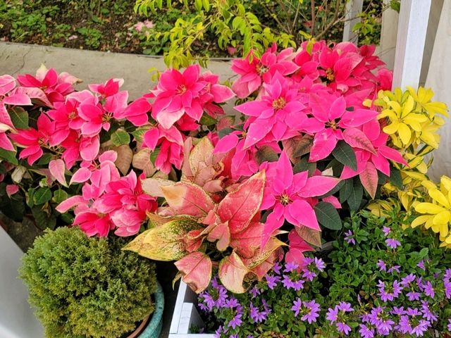 【苗栗】浪漫玫瑰花園，適合情侶家庭朋友賞花遊玩