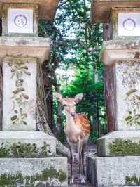 春日大社:神社界的超級巨星