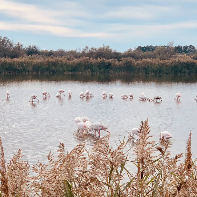 Discover the Untamed Beauty of the Camargue - France’s Wild Heart of Flamingos, Horses