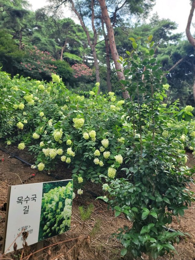 여름꽃 즐기며 산책하기좋은 장성 루몽드수목원💚