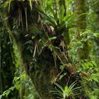 Amazon Rainforest: An Epic Adventure into the Heart of the Earth’s Green Lungs