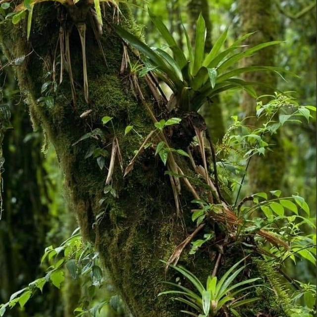 Amazon Rainforest: An Epic Adventure into the Heart of the Earth’s Green Lungs