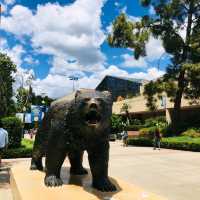 미국의 캠퍼스 생활을 느낄 수있는 , UCLA 대학교🏫