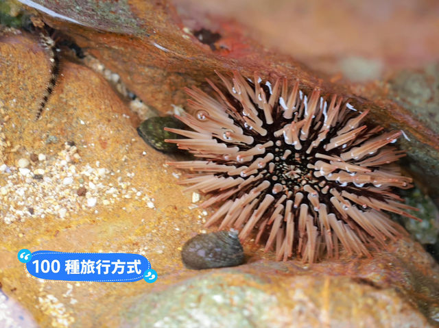 澎湖奎壁山摩西分海🌊近距離觀察潮間帶生物