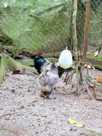 Charming Encounters with Chickens and Small Animals at Deerland Park