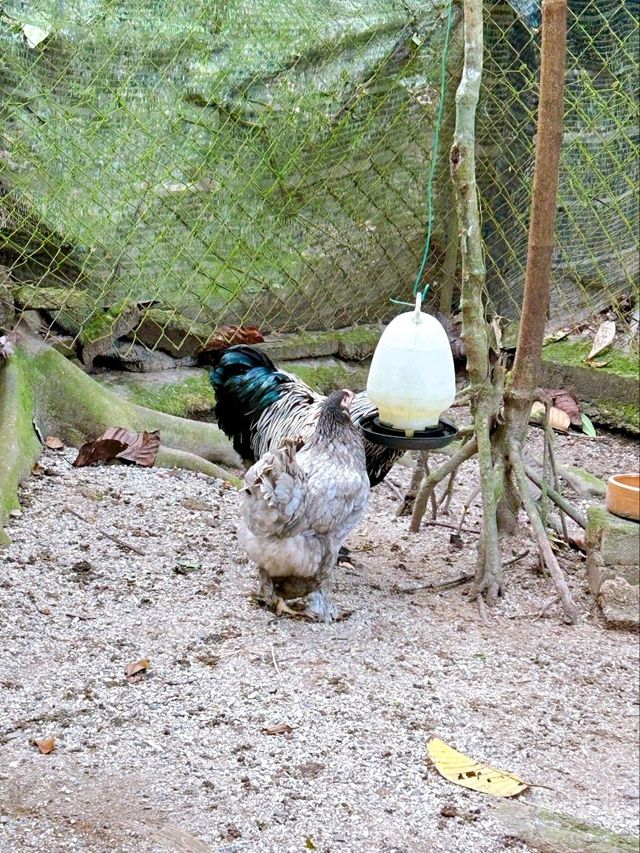 Charming Encounters with Chickens and Small Animals at Deerland Park