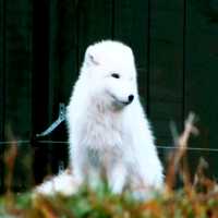 一個很小但很漂亮的動物園，近距離接觸冰島動物