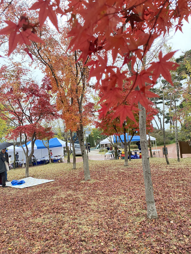 Daisy festival in Daejeon 