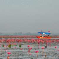 ทะเลบัวแดง ธรรมชาติที่เข้าถึงได้