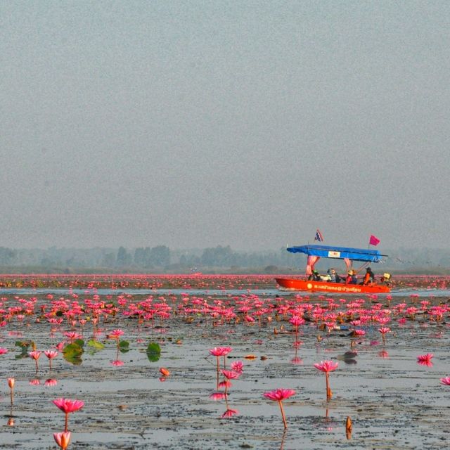 ทะเลบัวแดง ธรรมชาติที่เข้าถึงได้