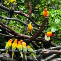 吉隆坡雀鳥公園：鳥類的天堂 🌈🐦