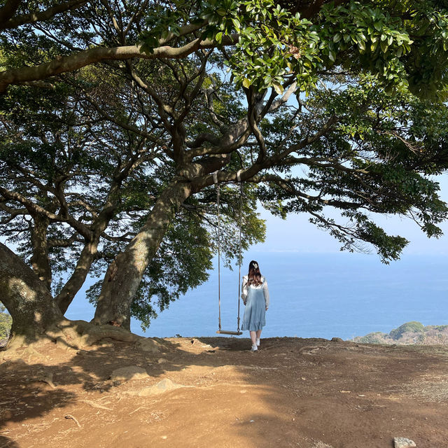 福岡｜能古島賞花遊🌼
