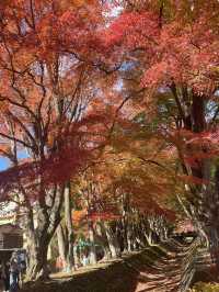 【山梨】富士山のほとりで秋満喫🍂
