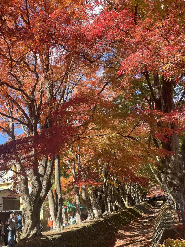 【山梨】富士山のほとりで秋満喫🍂