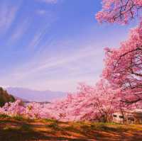 【長野/伊那】絶景の桜！高遠城址公園