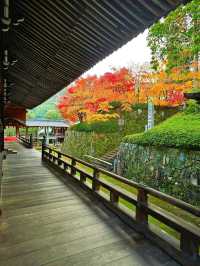【京都/紅葉スポット】実は花手水が美しい💕めちゃくちゃ人気の人混み必須なお寺🧘‍♀️🍂