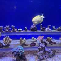 An Enchanting Experience at the Dubai Aquarium