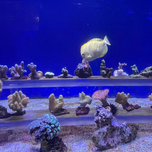An Enchanting Experience at the Dubai Aquarium