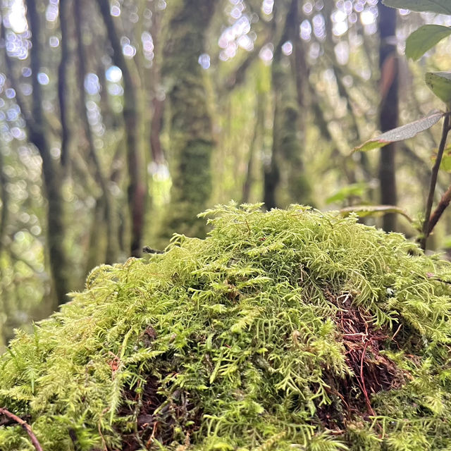 Mossy Forest