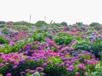 【愛知】絶景！10000株の紫陽花が咲き誇るあじさいの里✨